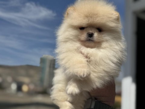 Petmode köpek çiftliğinden teddy pomeranian