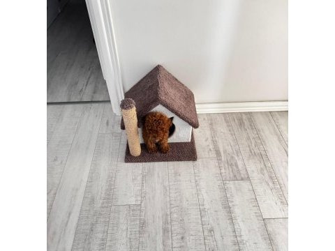 Erkek 5 aylık toy poodle