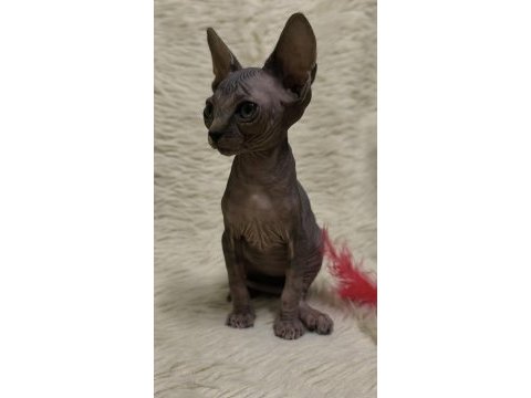 Naked beauty sphynx cattery