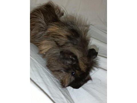 Uysal evcil guinea pig