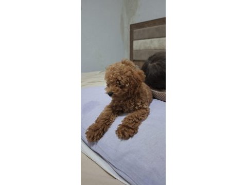 Toy poodle köpeği