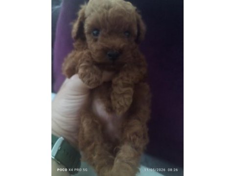 Teacup red brown korekan erkek poodle yavru