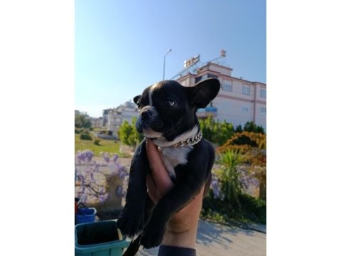 Dişi eğitimli 60 günlük french bulldog efsane ırk!