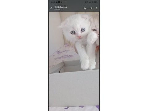 Chinchilla yavrularımıza aile arıyoruz