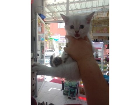 Blue point british shorthair yavrularım