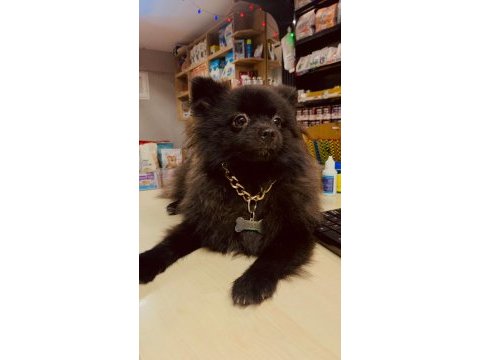 Yavru dişi pomeranian 6,5 aylık