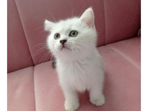 Orjinal safkan şecereli fold ve british shorthair yavrular