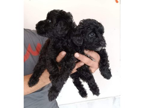 Poodle ayarı maltipoo yavrularımız uygun