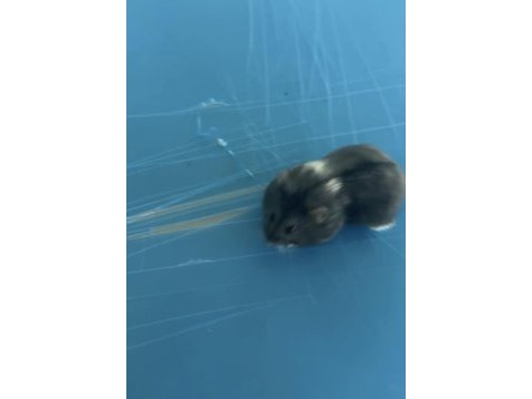 Ele alışık gonzeles hamster