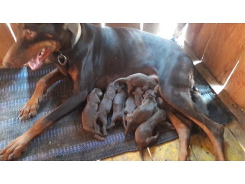Doberman yavrular