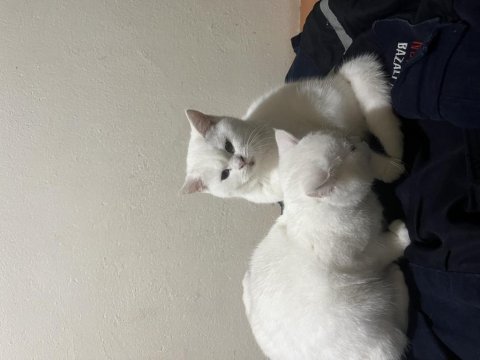 British shorthair teslime hazır
