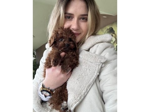 12 yıllık üreticiden toy poodle yavruları