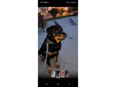 1 yaşında rottweiler dişi