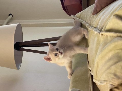 Son kalan erkek british shorthair