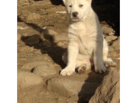 Safkan akbaş yavruları