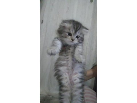 Scottish fold bebiş kediler
