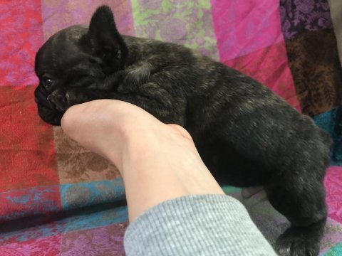Orjinal a kalite french bulldog