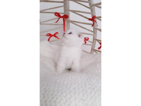Show kalite yeni yıl scottish fold bebeğim