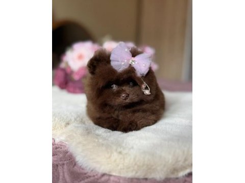 Çikolatalı prenses pomeranian boo dişi