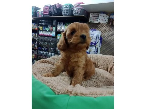 Dişi ve erkek maltipoo yavrularımız
