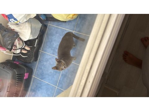 2 yaşında sişi yavrumuza yuva arıypruz