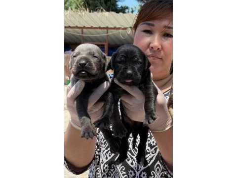 Cane corsa alan koruma köpeği yavruları 