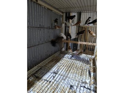 Bengal ispinozları