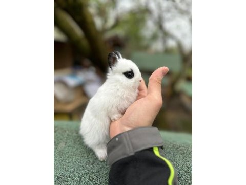 Netherland dwarf cüce tavşan çiftliği