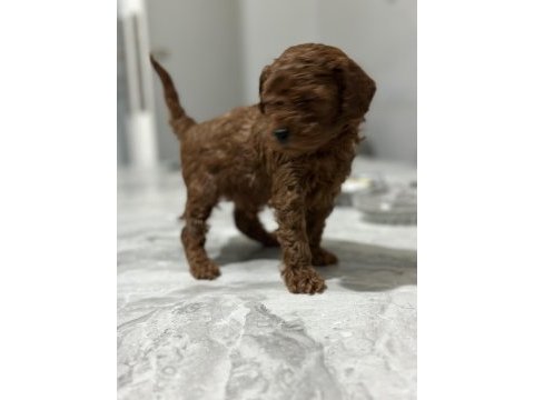 Toy poodle anne altında yavrularımz
