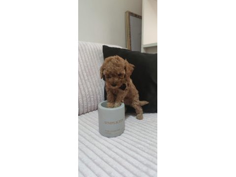 Kore kan red brown poodle minikler