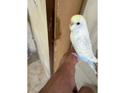 29 günlük konuşturmalık erkek bebek muhabbet kuşu
