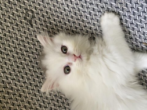 Beyaz british longhair