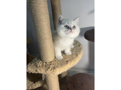 British shorthair safkan bebekler