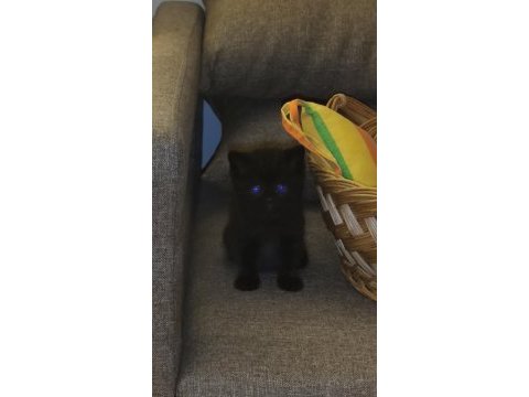 5 adet pamuk şeker kedilerimiz