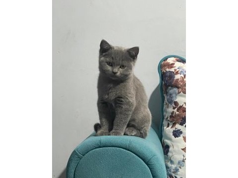 2.5 - 3 aylık kısa tüylü british shorthair yavru