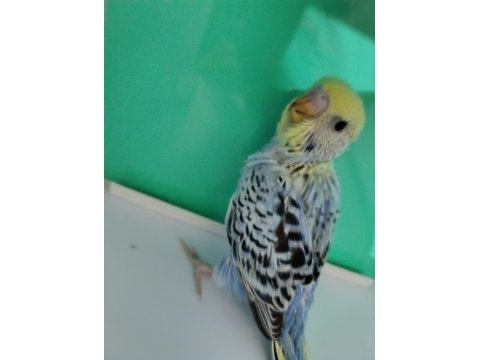 Jumbo muhabbet kuşu yavrular
