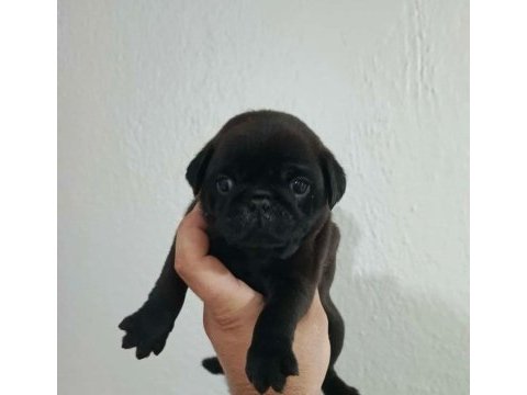 Pug mops yavrular ırk sağlık garantili