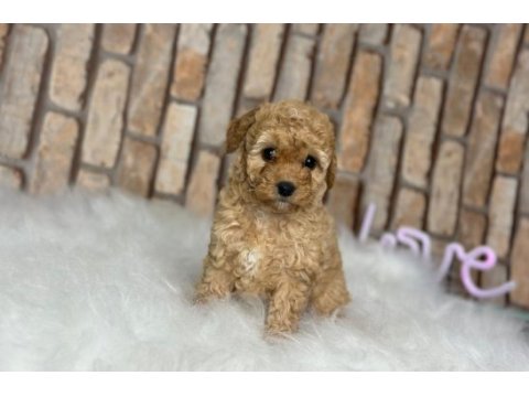 A kalite toy poodle yavrular