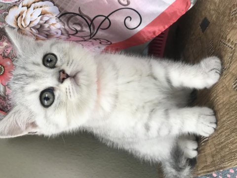 Kocaeli izmit british shorthair silver tabby yavrularımız