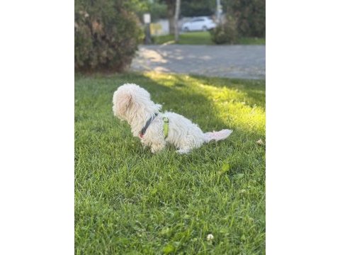 Aa kalite terrier