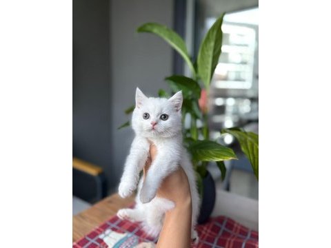 Beyaz brıtısh shorthair yavrularım 