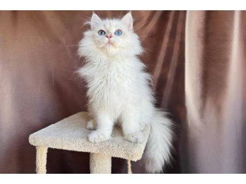 Beyaz british longhair koca kafa