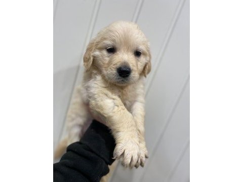 Golden retriever yavruları