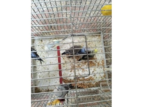 Yeni yem yemeye başladı yavru muhabbet kuşları