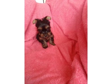 Erkek 2 aylık mikto tea cup yorkshire terrier