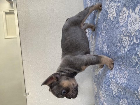 Lilac and tan french bulldog bebekler