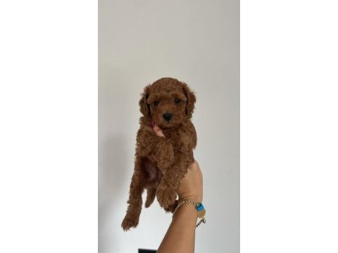 Toy poodle yavrular