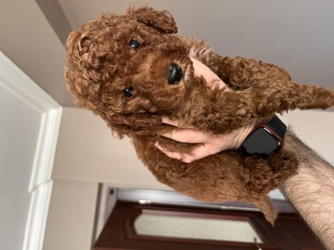 Orjinal toy poodle red brown kore kan