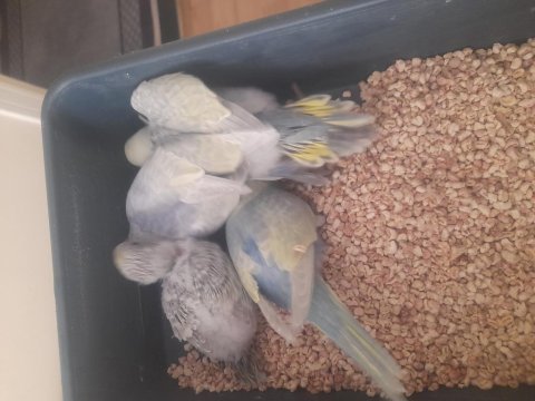 Renk güzeli rainbow muhabbet kuşu yavrular