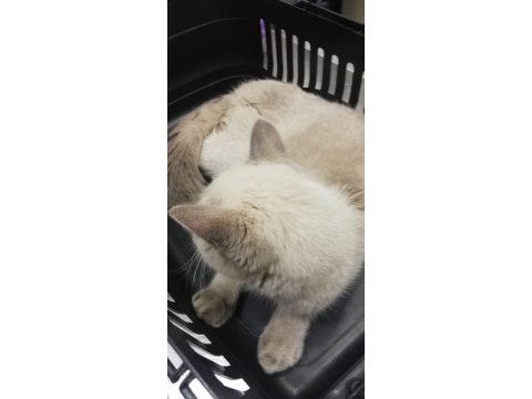 Kedimiz tatlı kızımız